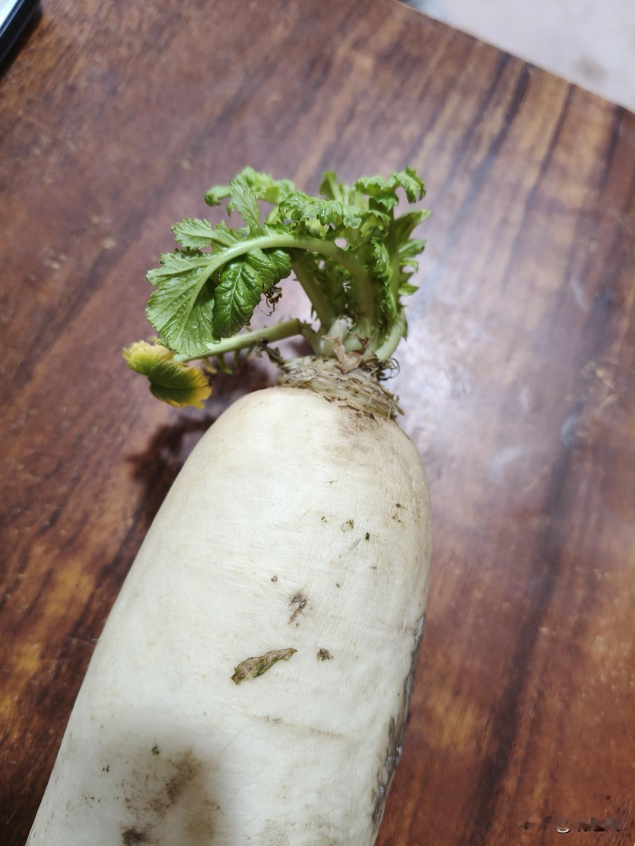 河南趴地菠菜都火了
香菜油菜什么的也如火如荼哦，
咱这山西大萝卜啥时候火一把啊！