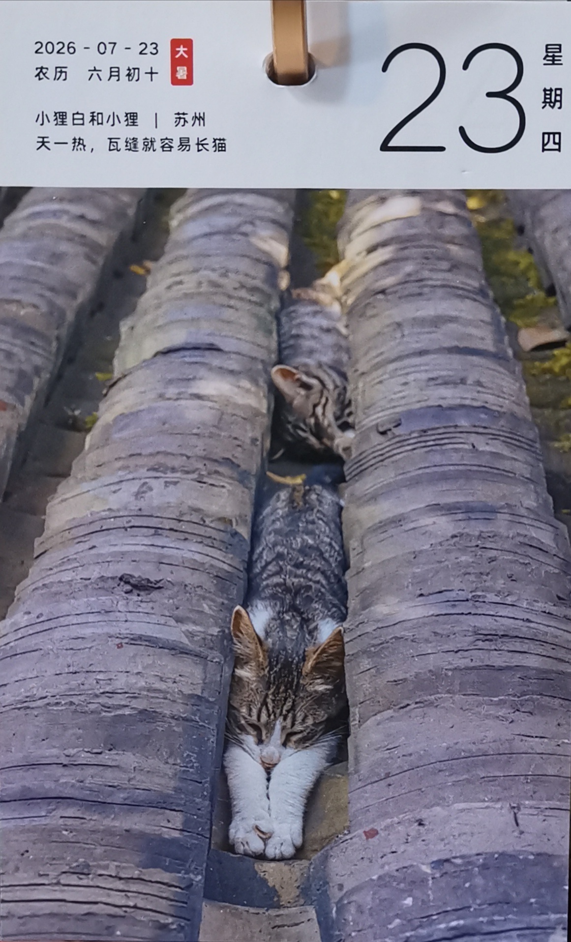 猫宁。天热，多帅强弟，各自纳凉。一日二猫，洋猫二只各就各位，中猫二只屋脊休息。