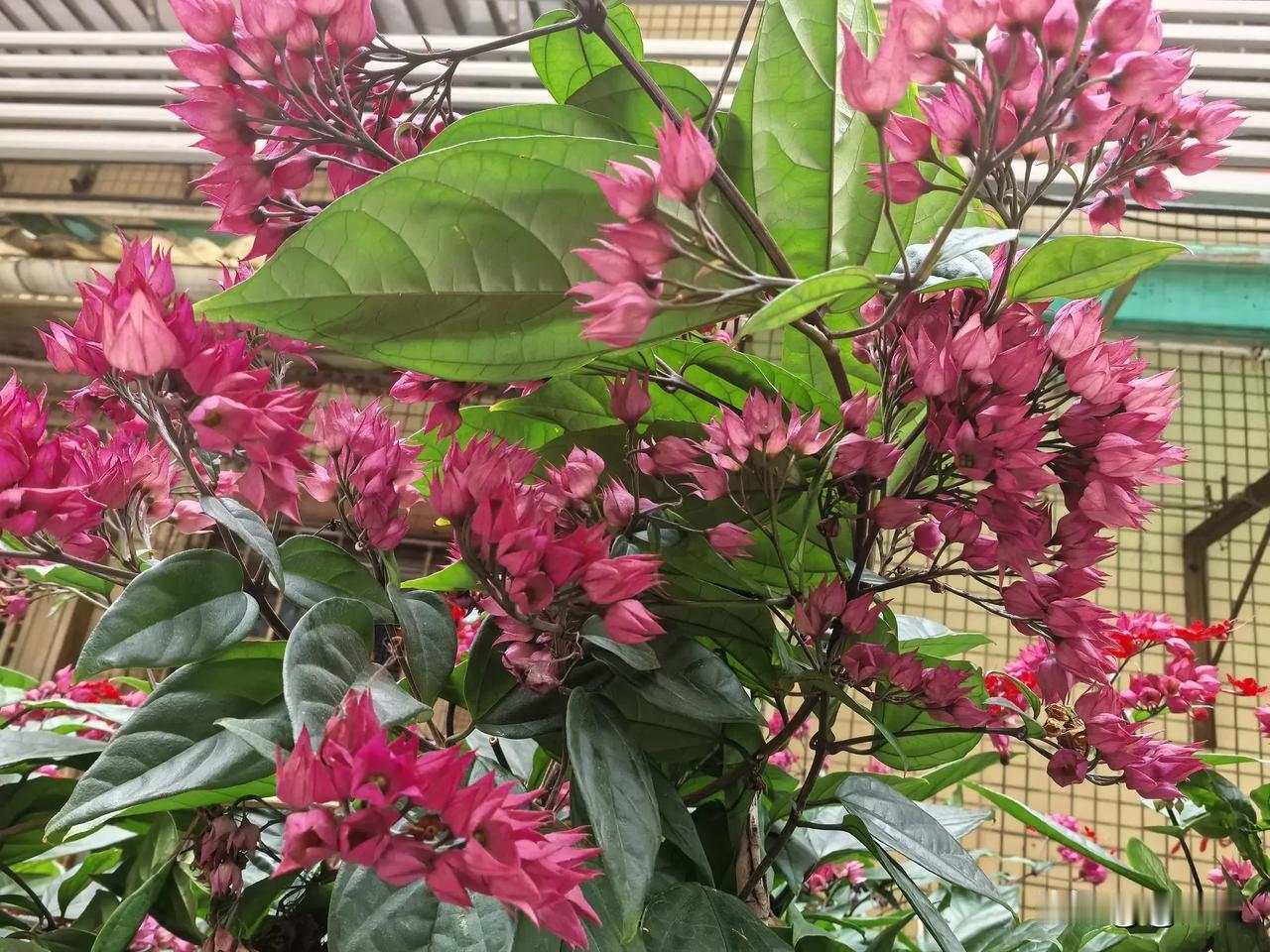 拍的时候风很大，花儿不断摇摆，镜头比较难捕捉，拍出来的效果少了清晰感。

朦胧也