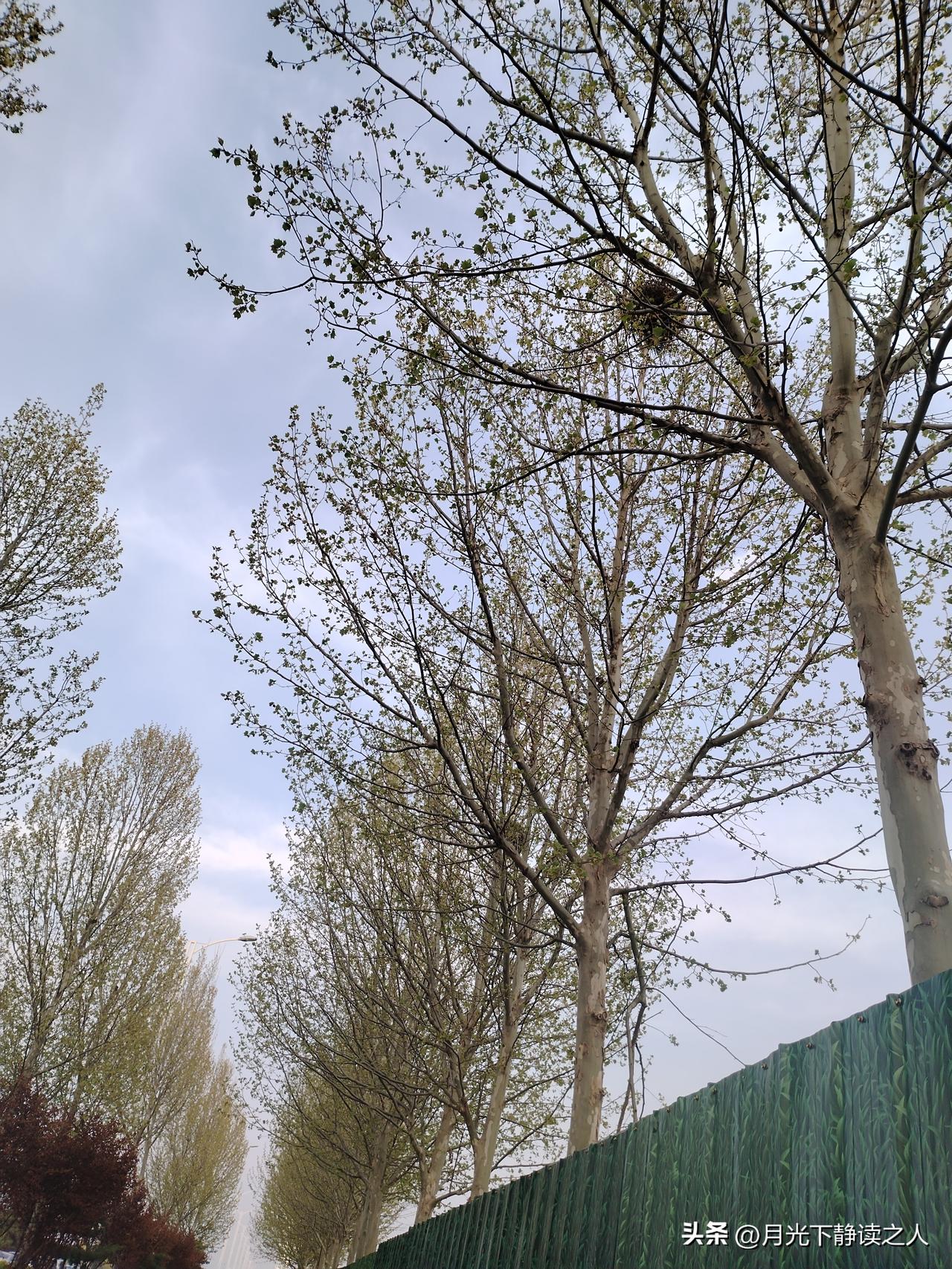 春日里的小惊喜
 
走在路上抬头一看，才惊觉春天真的悄悄来了。

前阵子还干巴巴