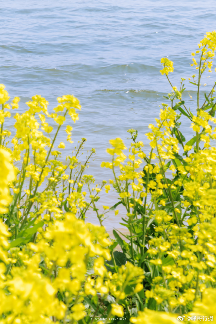 江水缓缓，风里带着湿润的暖意，两岸的油菜花漫成一片金色海洋，在阳光下层层叠叠、肆