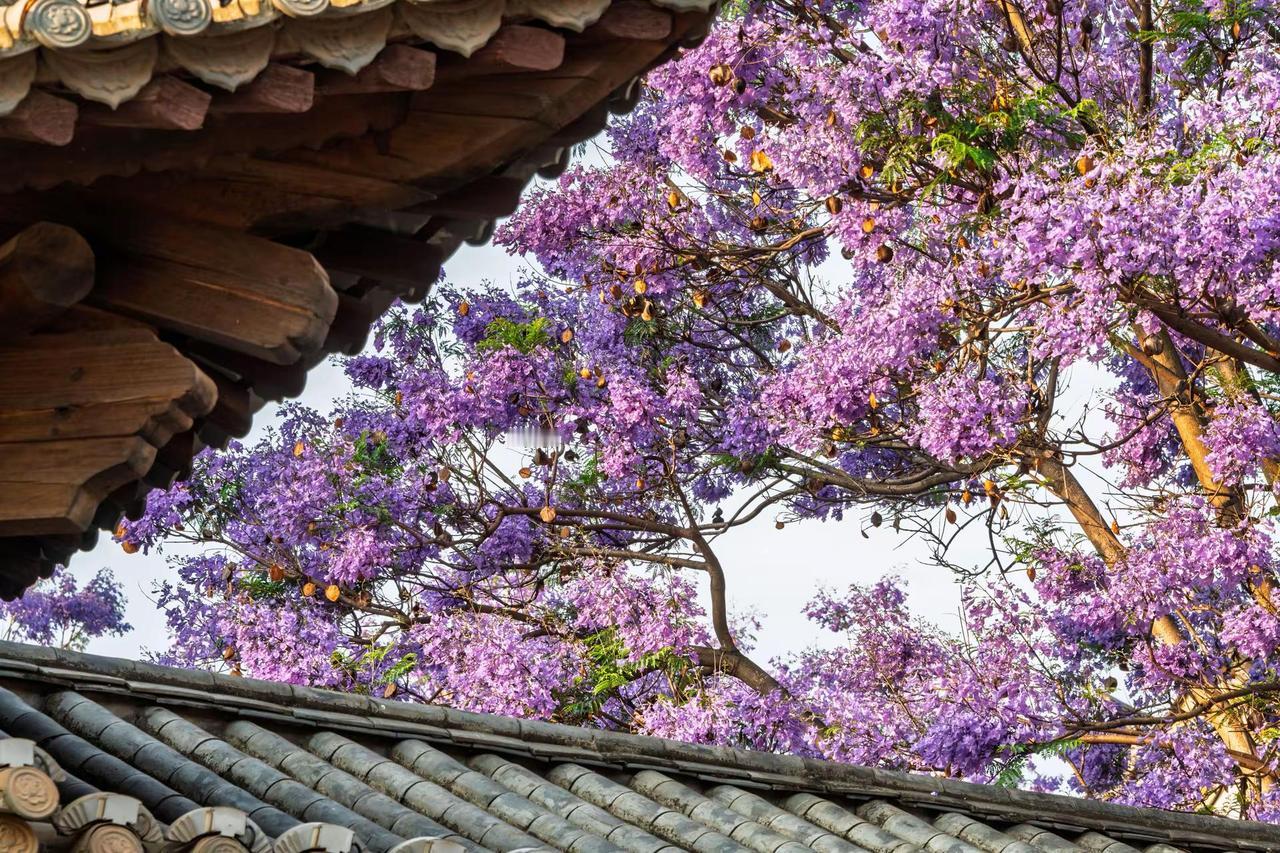 昆明富民上河院蓝花楹。昆明富民上河院蓝花楹