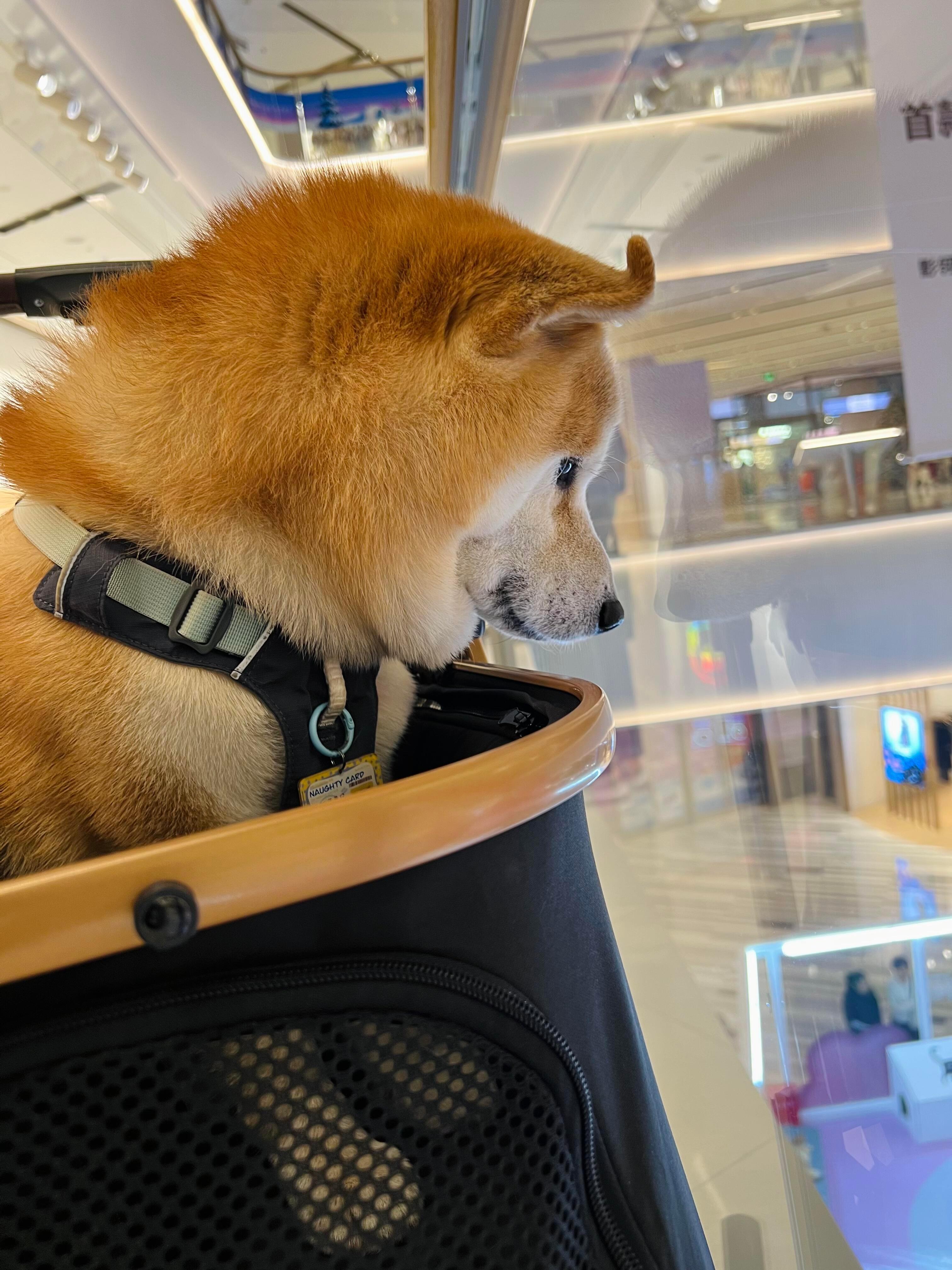 正在努力听八卦的小狗 