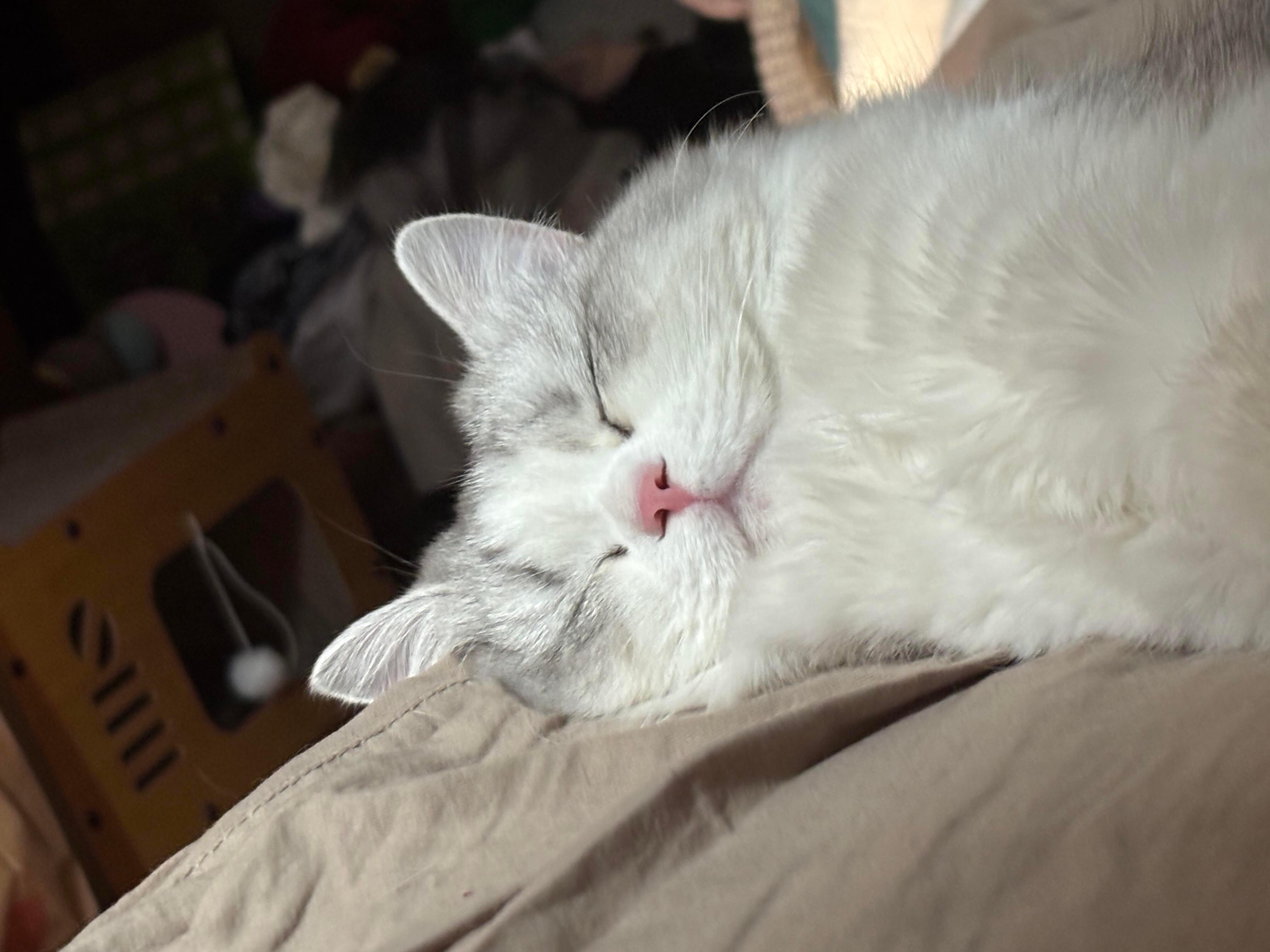 原来我的猫每天都在陪别人睡觉我的小猫咪，香香软软，极其乖巧，只要我躺在床上，她就