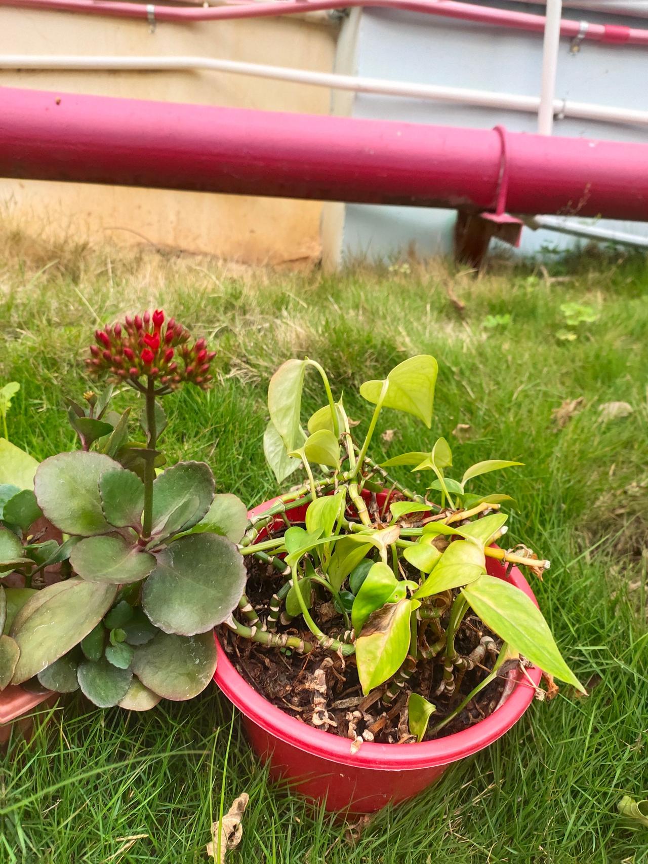 治愈系的春天花盆里的植物 植物养护大作战植株展示 绿植藤蔓