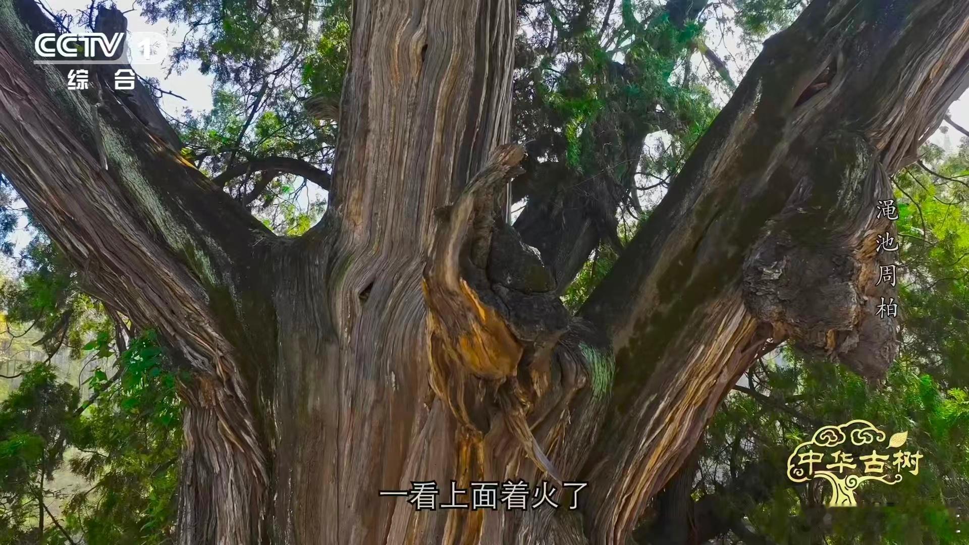 柏树受伤愈合成一种沧桑之美 最揪心的是那截折断的主枝！当地老人说，这是抗战时日军