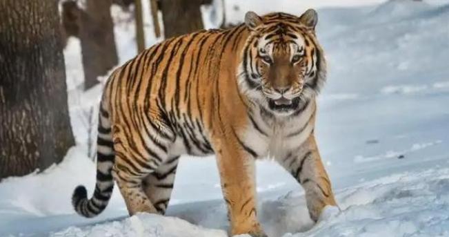 中俄东北虎数量差距断崖：俄罗斯700只，中国的数量令人意外！黑龙江的秋天，林子里