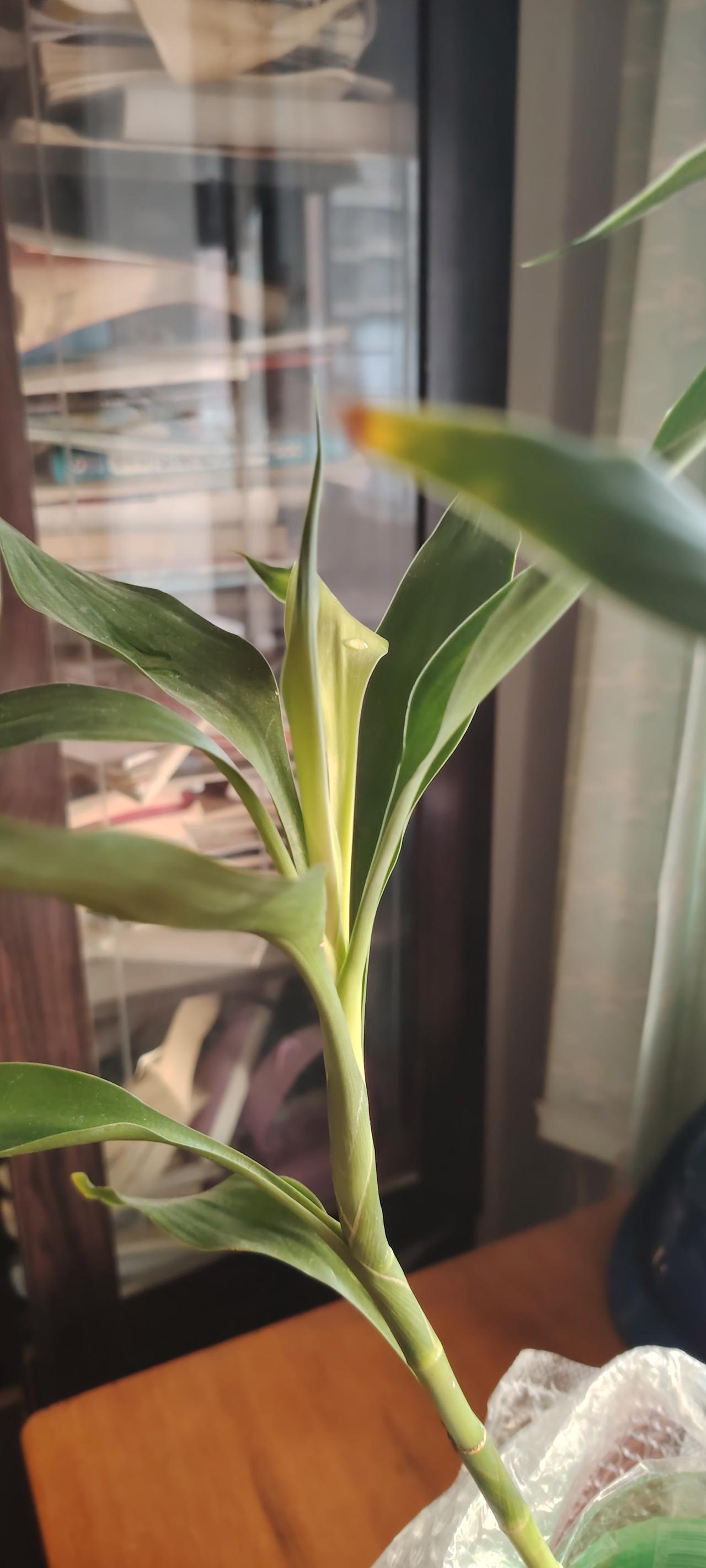 我可以这样形容我的富贵竹：面色惨白，身体欠佳。我尽力了，营养液从最初的5毫升加到