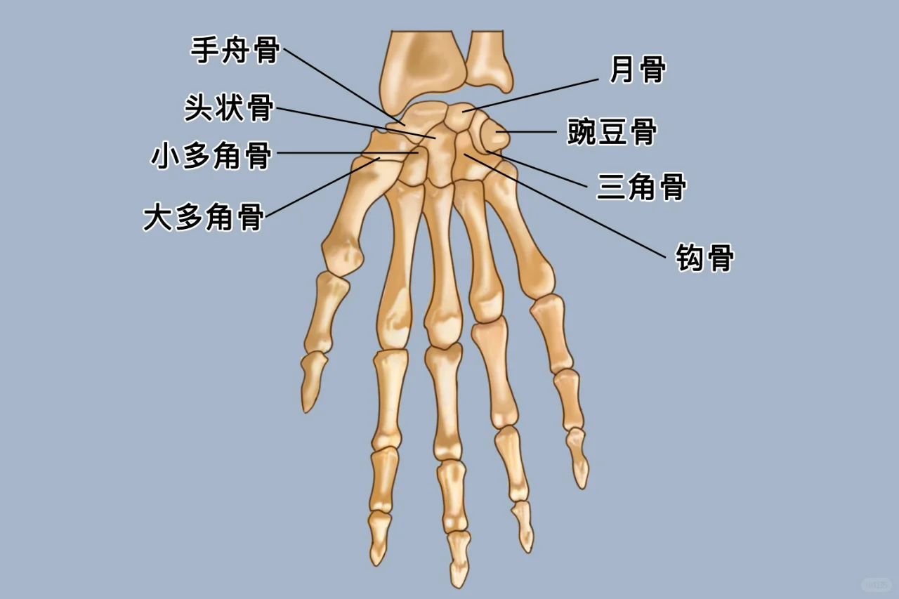 腕骨在哪个位置图片