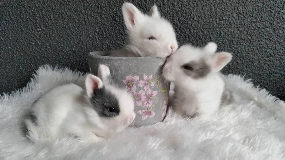 ₍ᐢ..ᐢ₎♡ 