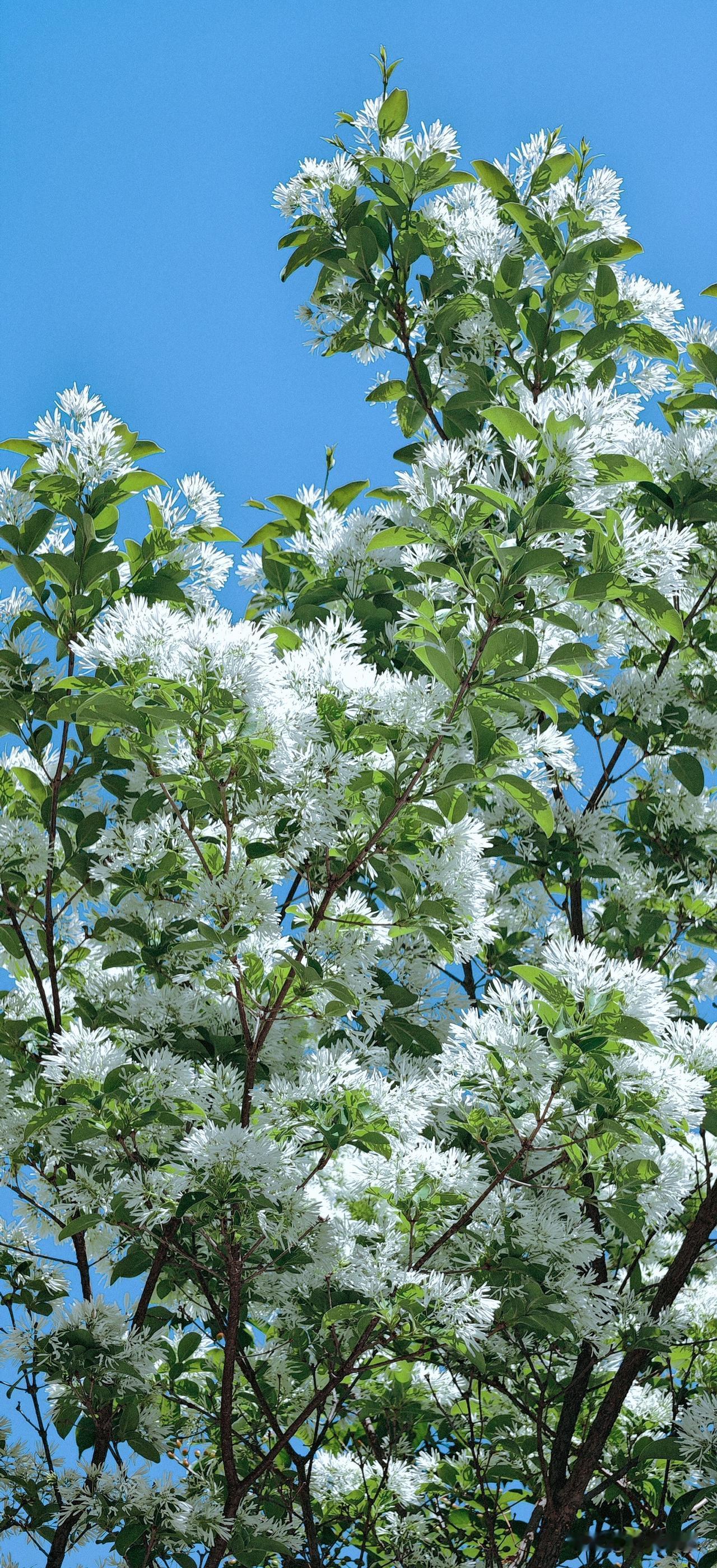 流苏花盛开时，满树白花细长如丝，轻盈似雪，故名“四月雪”。
微风拂过，花瓣轻颤如
