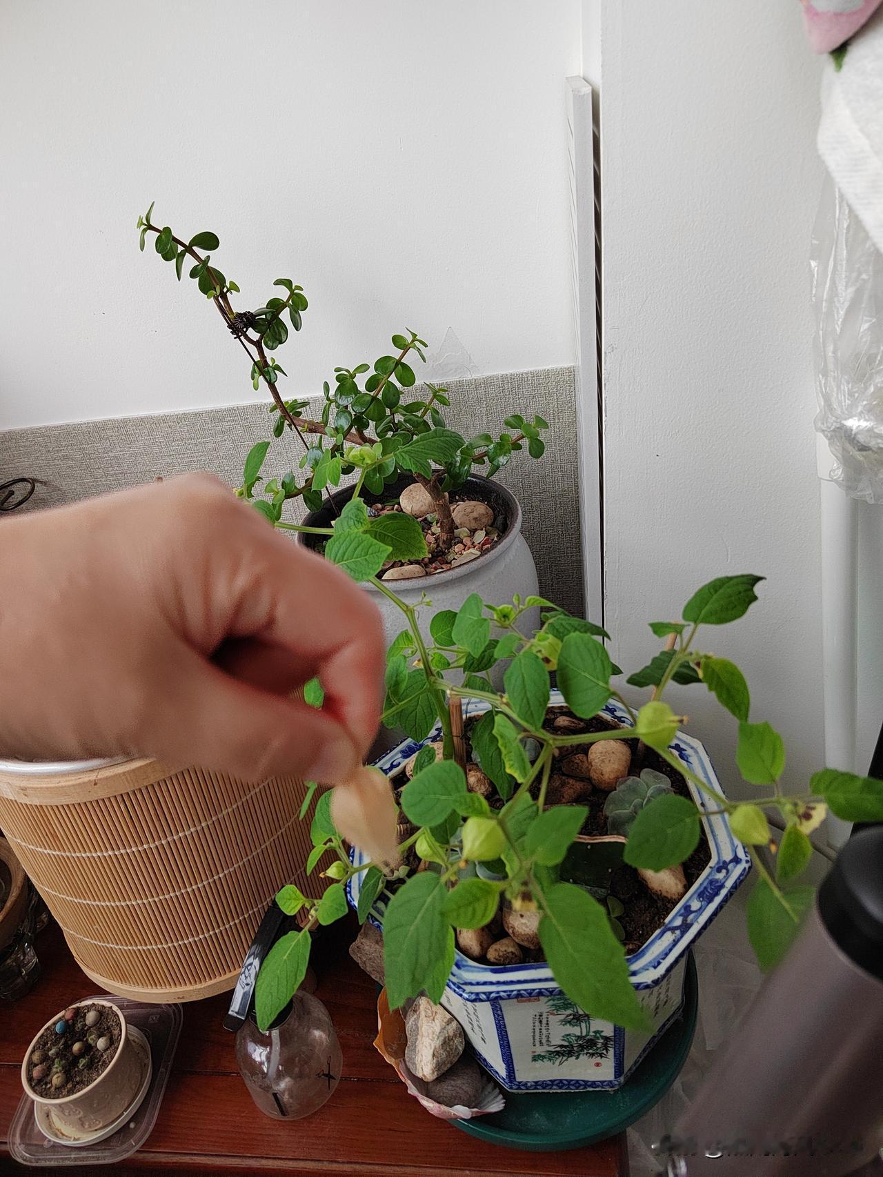 过年的时候，花盆里长出了一颗不起眼儿的姑娘秧，小小的，文文弱弱的。曾经我是那么的