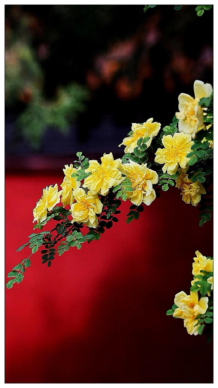 景山公园牡丹节小景