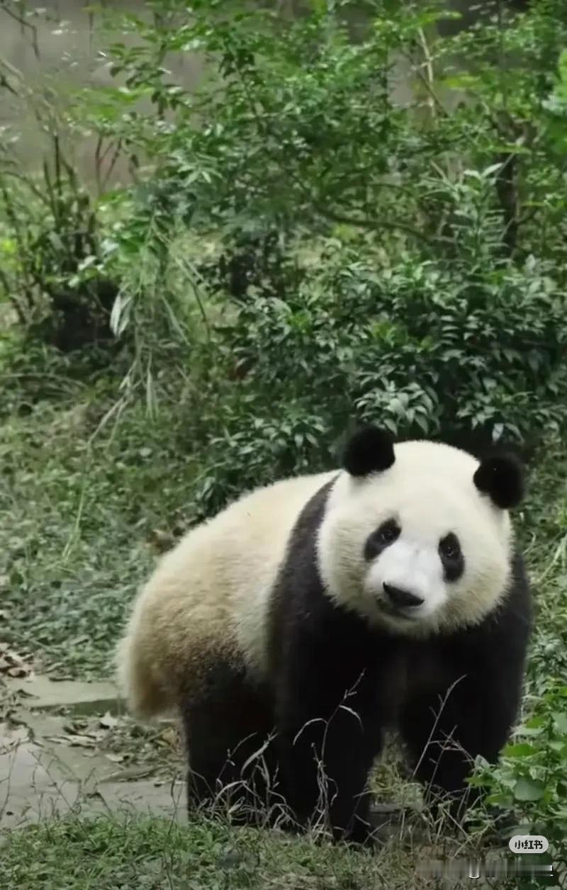 Lady guagua 好可爱！说不出来的萌感，喜欢大熊猫的姐妹应该一眼能看出来