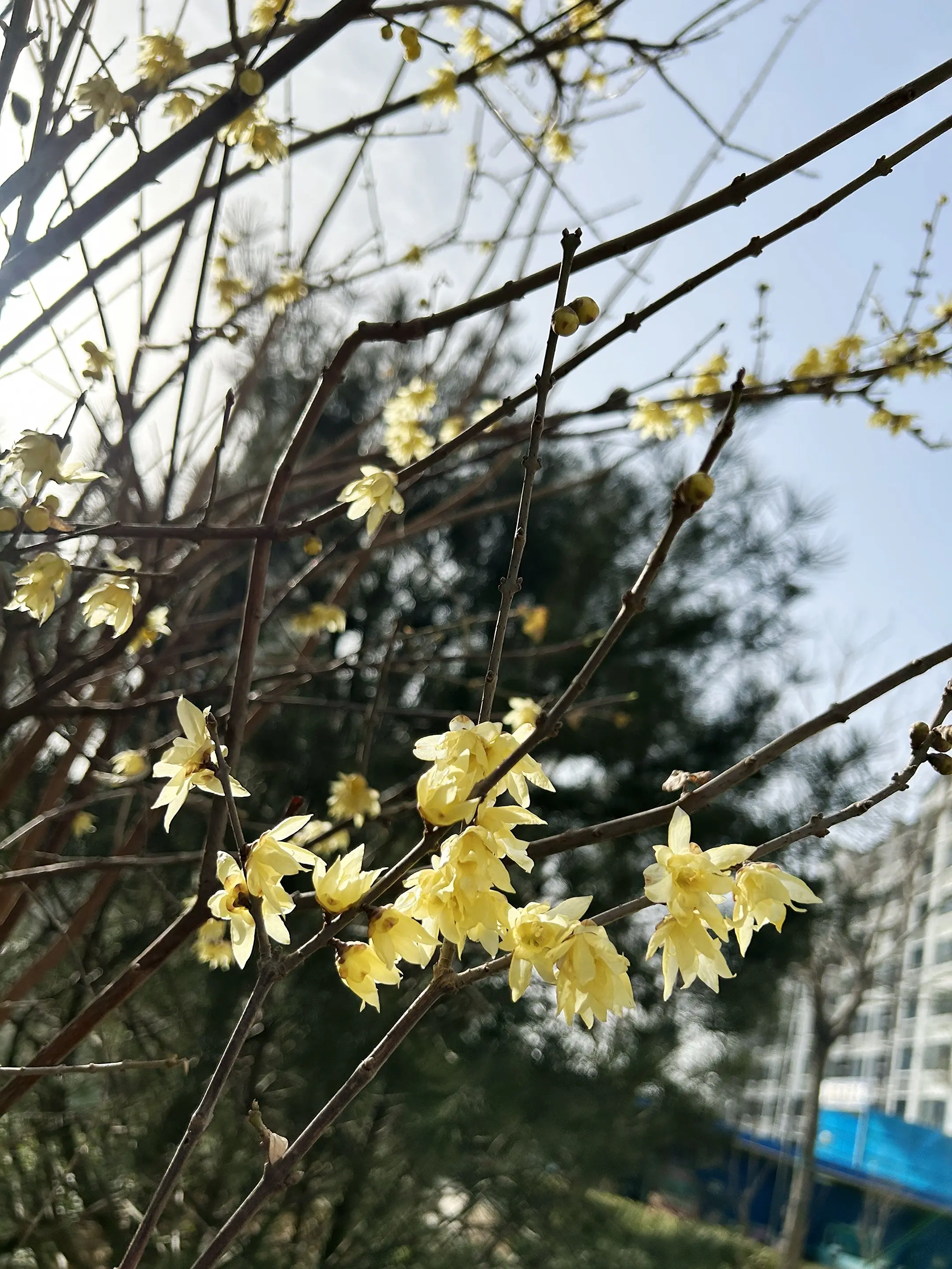 本以为是春🌼是迎春花 原来是蜡梅。