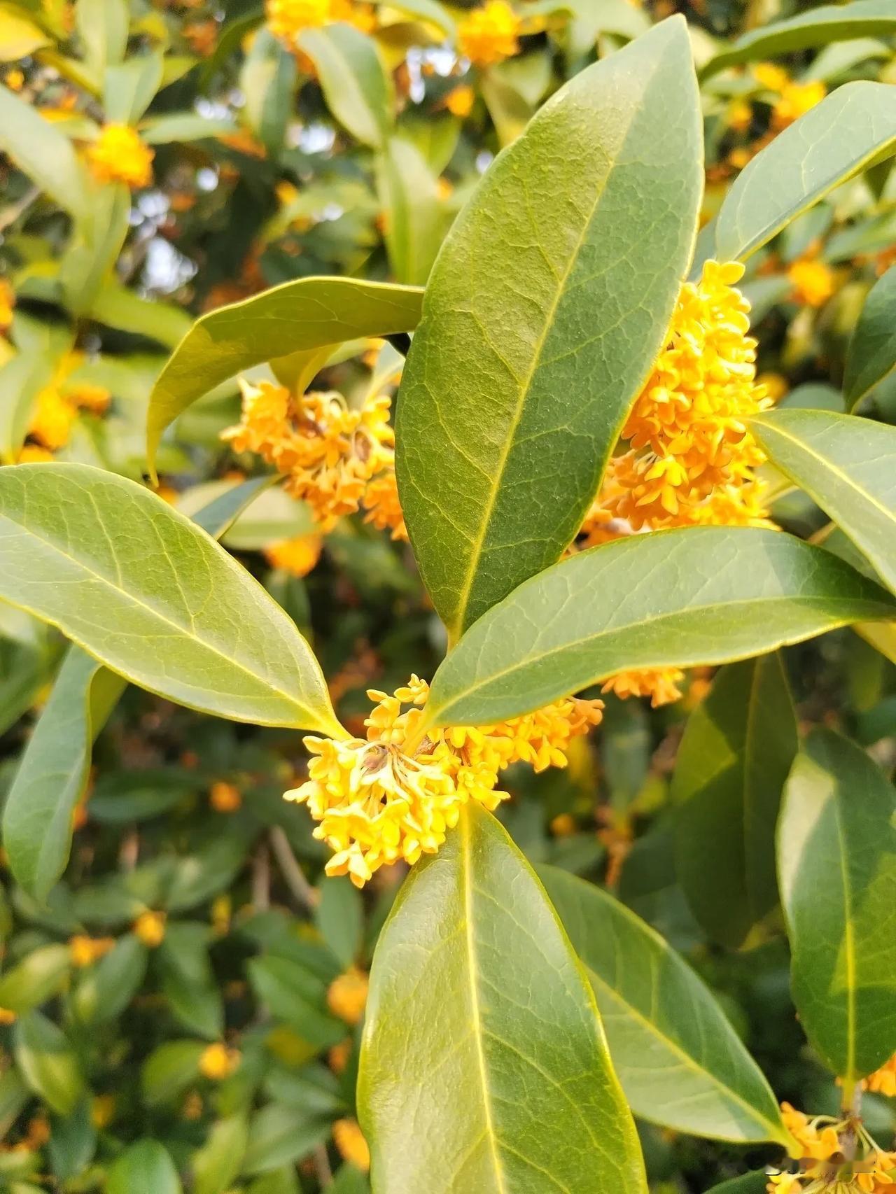 《我拍的桂花》
 
枝头点点绽金黄，
风过轻摇送暗香。
咔嚓一声留美影，
桂花入