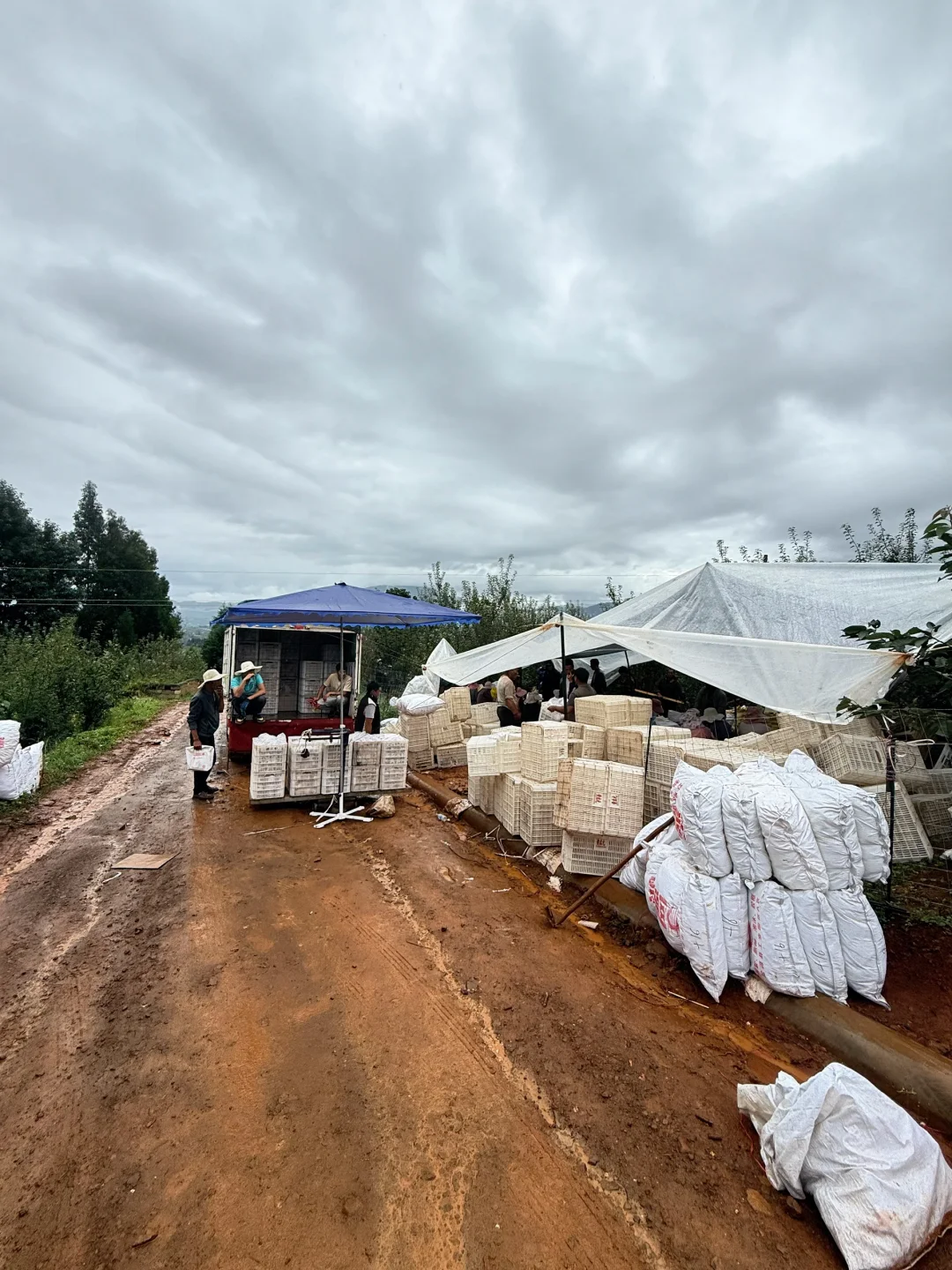 雨快停吧！泥路泡烂了，果子也要烂在地里了！