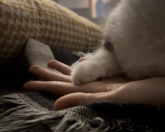 我有一个山竹爪爪