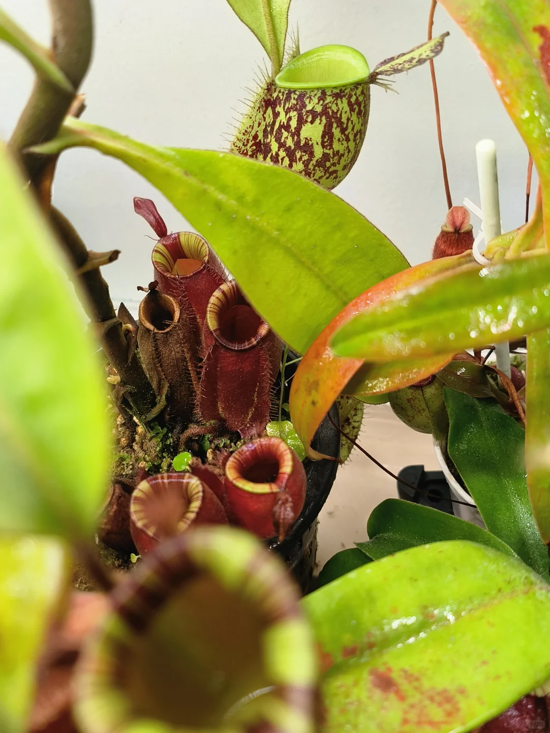 突然变大的绿苹果猪笼草