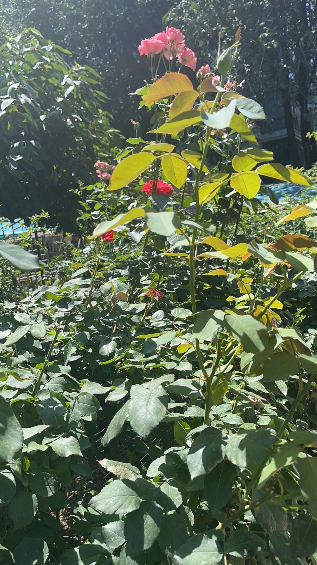 六一儿童节你的童年回忆是什么奔跑……夏天在雨里，冬天在雪地上……春天在风里……