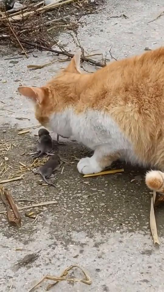 救命，这波操作救命太傻了。救命，这波操作都看傻了。