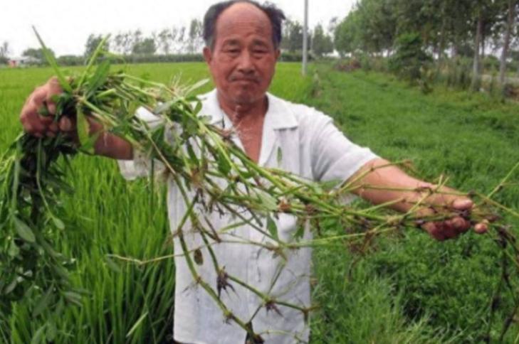 90年前，日本人将一种毒草带到中国，并大面积种植，泛滥成灾后差点导致我国农作物绝