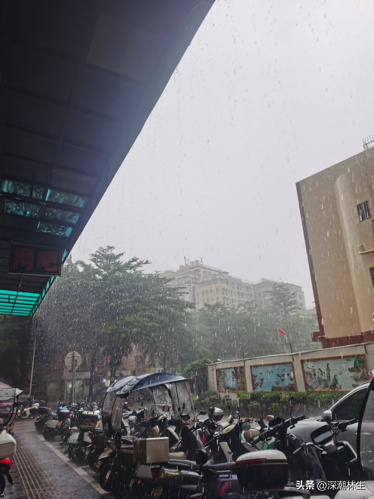 深圳的雨，从来不会提前打招呼。刚才还闷得人发慌，转眼雷声滚过天际，豆大的雨点就砸