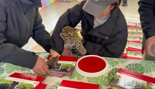 山西一动物园让金钱豹按爪印做日历萌萌哒，能送我一个台历就更萌萌哒