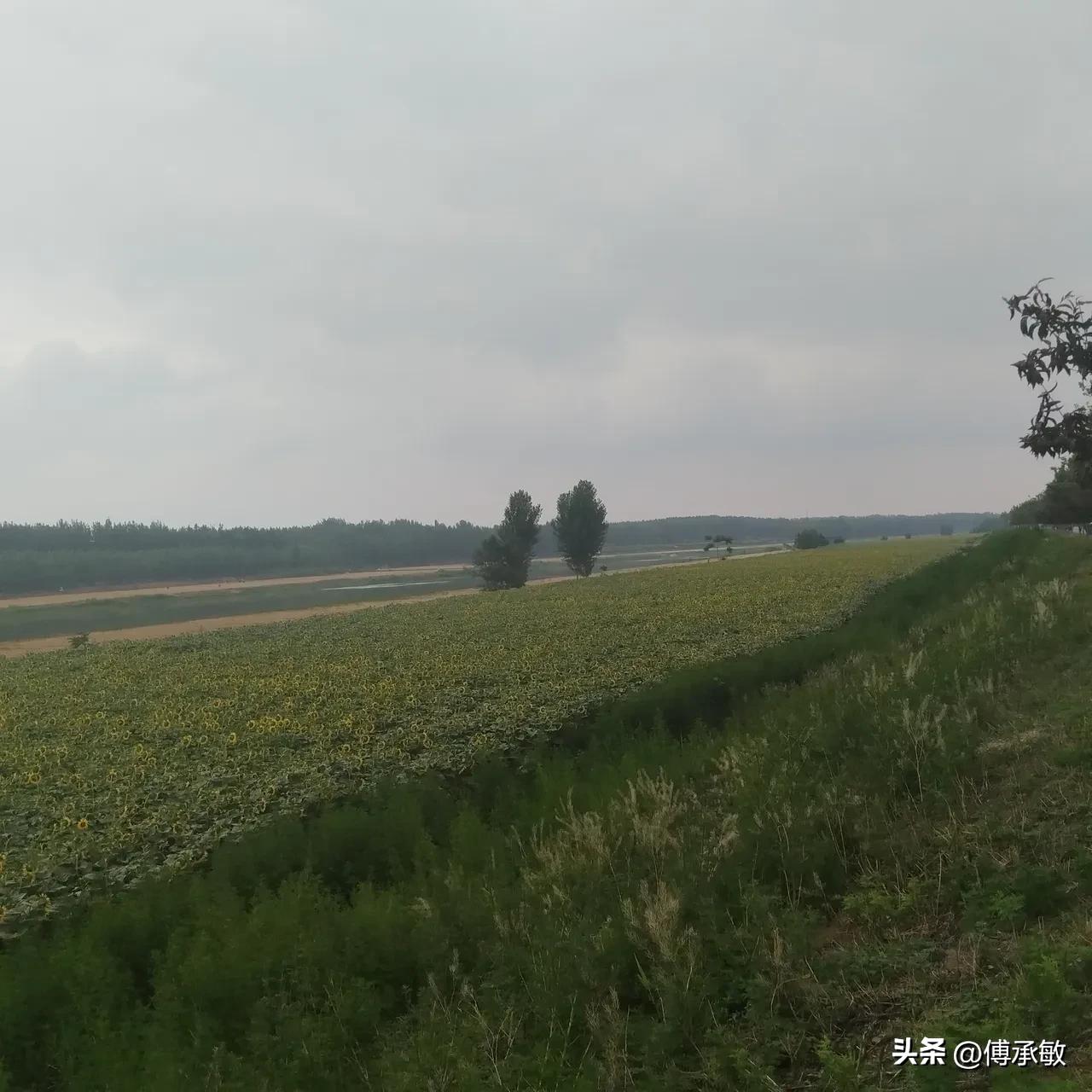 我的家乡恩县洼—一片苦难洼地，一段慢慢消散的乡土人情

       我的家乡是
