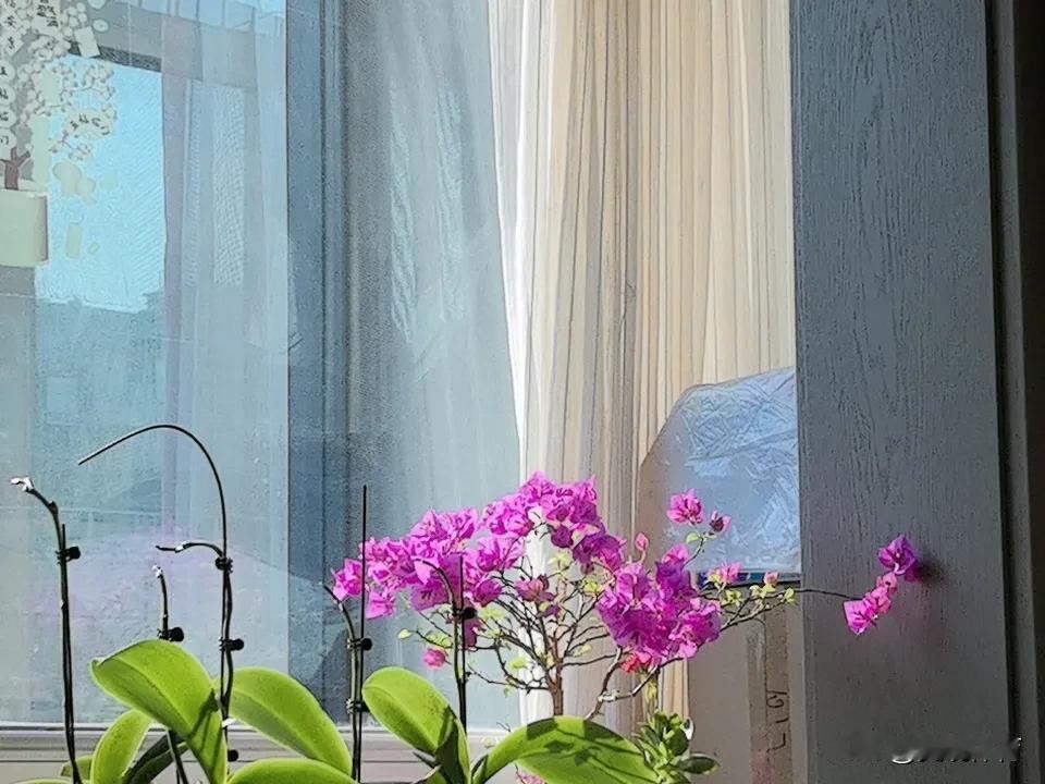 热烈开放的三角梅