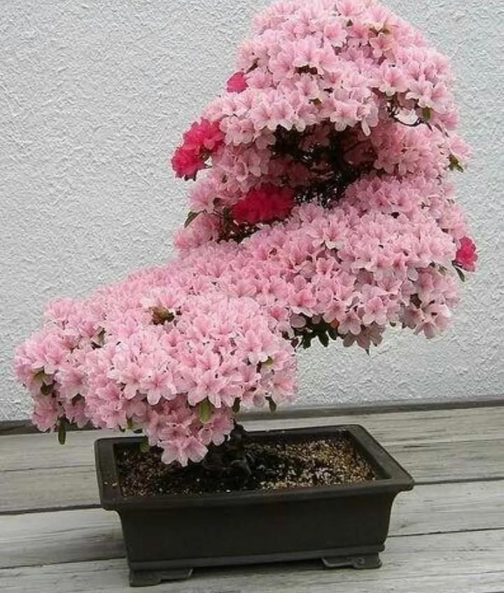 盆中天地蕴奇芳，
繁花似锦韵自长，
虽处一隅方寸地，
却留春意满华堂。