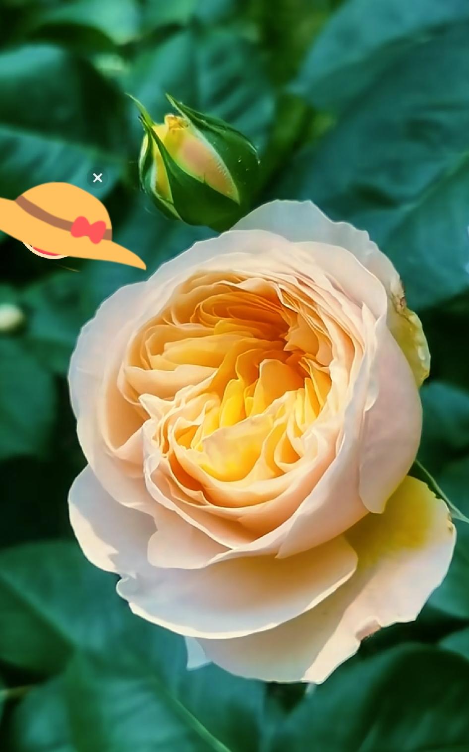 绝美花朵随手拍随手拍～