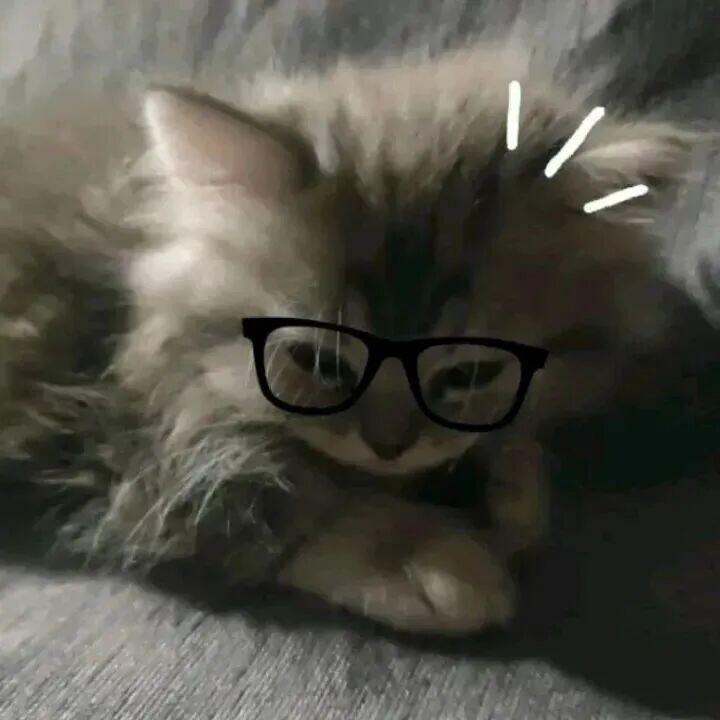 .‧₊ 🐾 ₊⁺。 
