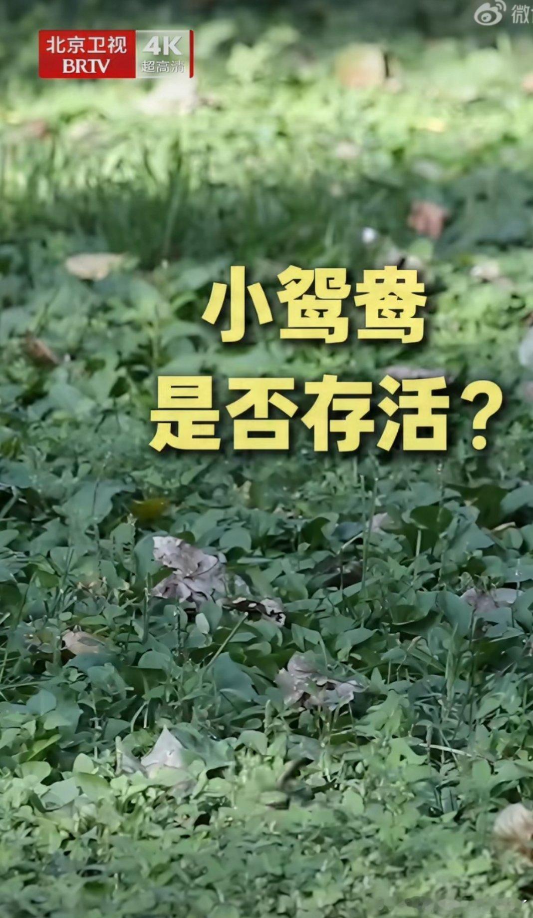 鸳鸯宝宝北京高空生死跳巢生命从一开始就自带勇气。刚出生24小时的鸳鸯宝宝，从十几