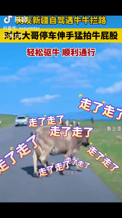“太有趣了！”新疆伊犁，有游客遇到一头牛站在路上不走，占了整个车道，游客只好等着