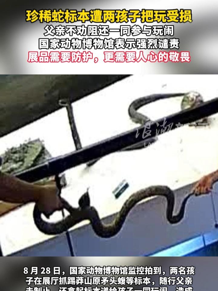 敢让孩子触碰剧毒蛇标本，家长的无知有多可怕？

在舟山博物馆玩矛头蝮标本的父亲不