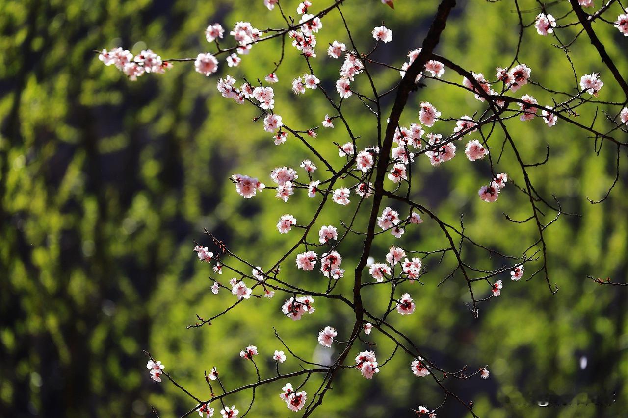 2025年冬天的第一场雪，母亲走了

2025年12月12日，涉县下起了蛇年冬天
