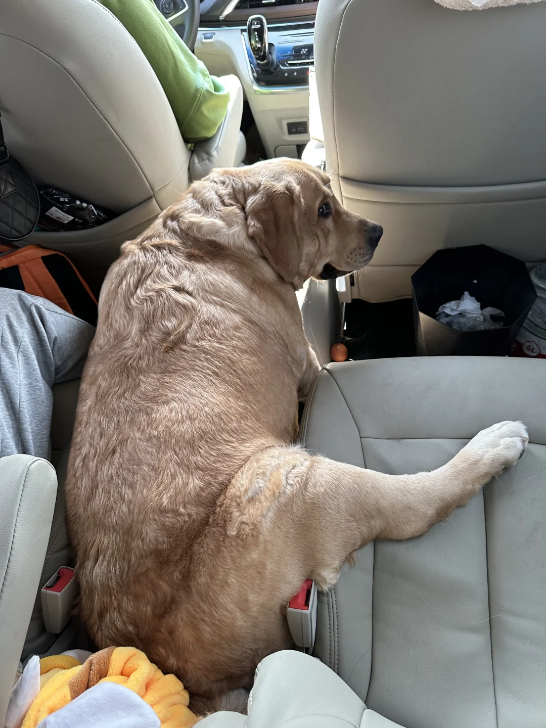 有人懂鲍老师的腿吗