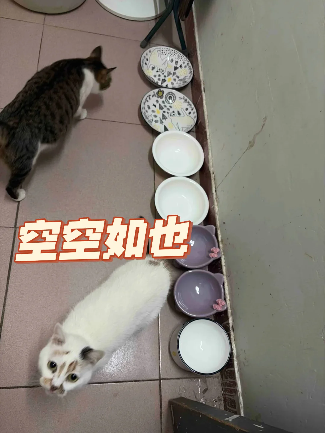 最惦记着我下班的是它们