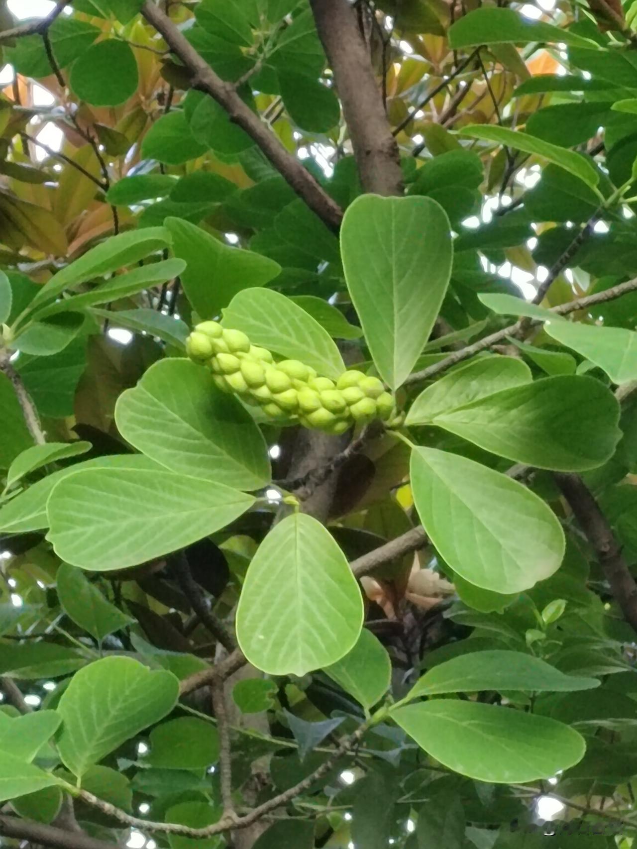 好奇怪的果实，一棵常见的公园绿植结的[招财进宝]公园一角的植物