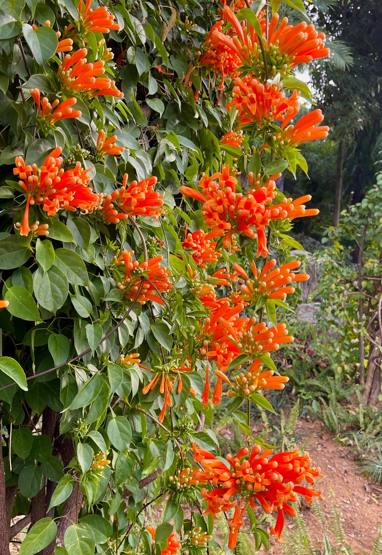 迎春花（炮仗花）盛开庆开工