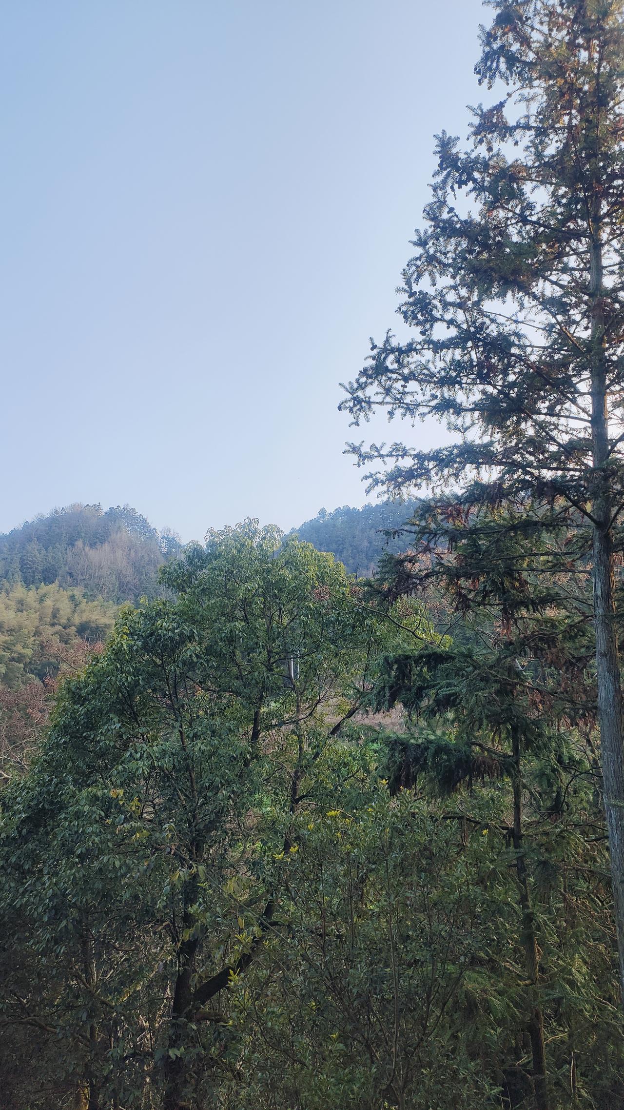 夏日爱好打卡去有树、有风的地方，凉爽又空气好。