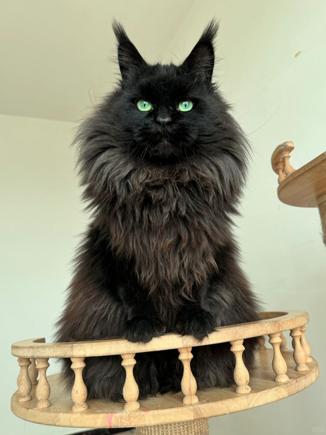 纯黑缅因猫真的超帅