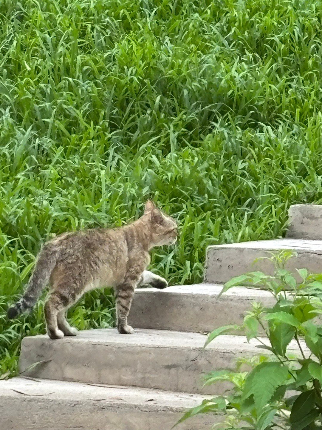 实时猫情 