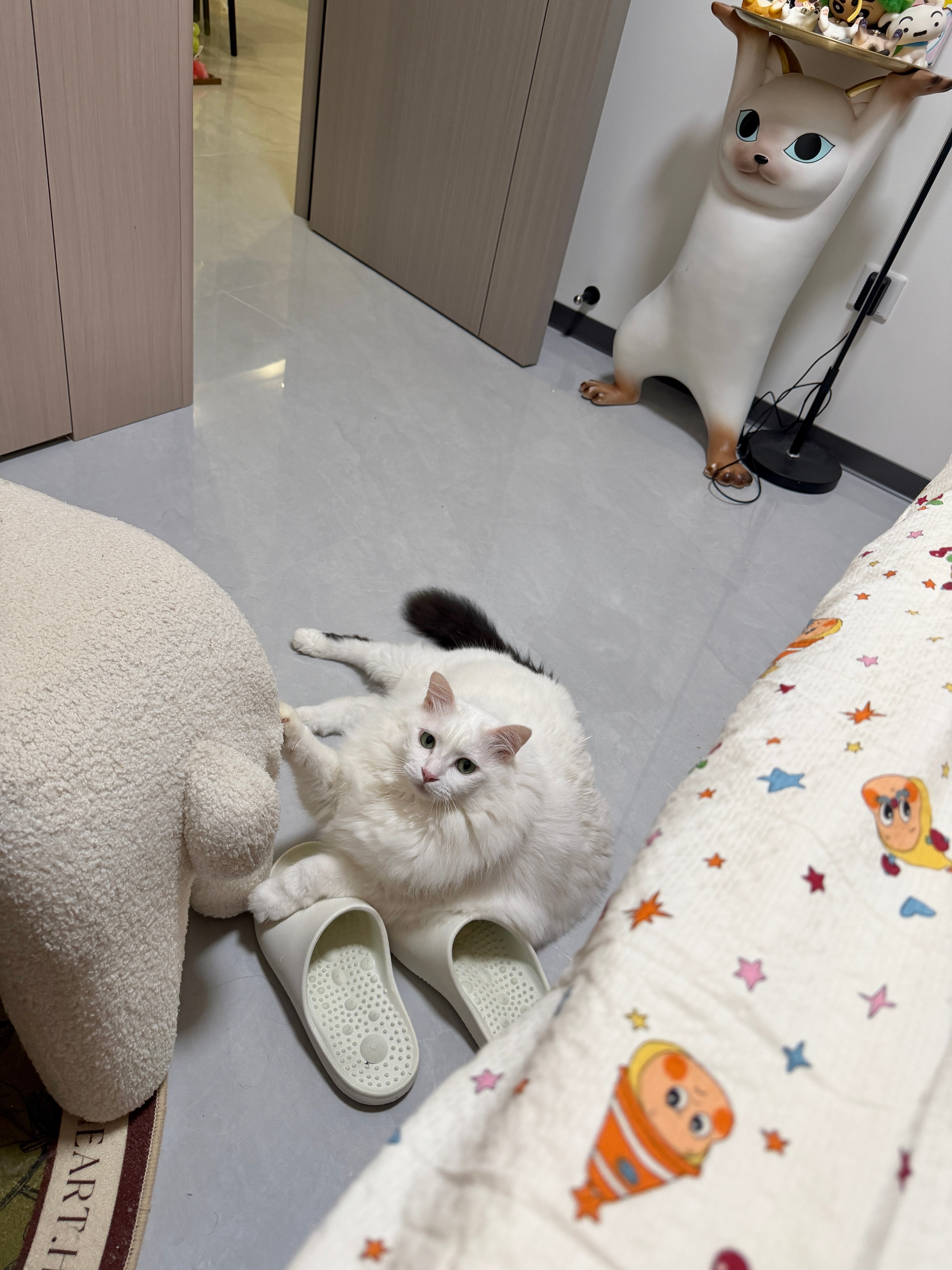 坏猫！偷偷抠我椅子咪包奇[超话] ​​​