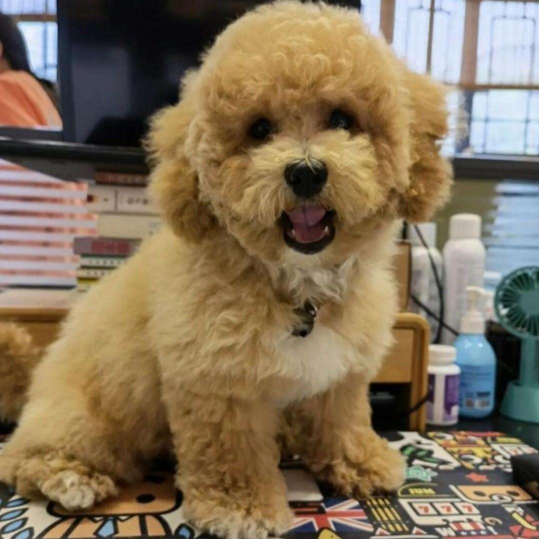 毒死九条狗，被判四年。
老汉张某，今年65岁了，他非常讨厌狗，而他小区里面有很多