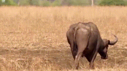 水牛独自外出觅食，不知不觉穿过狮群的领地。
几天来连续高温，猎物稀少，狮子们忍饥