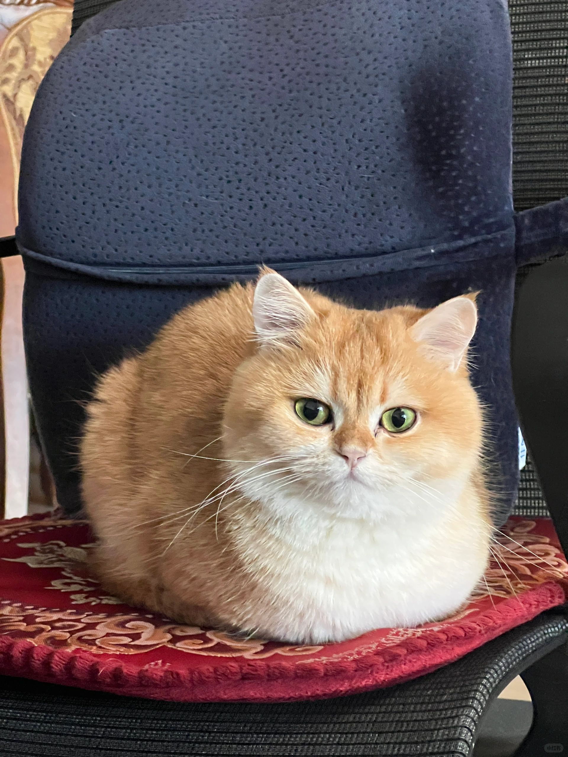 你的冬日猫吐司已经备好🍞