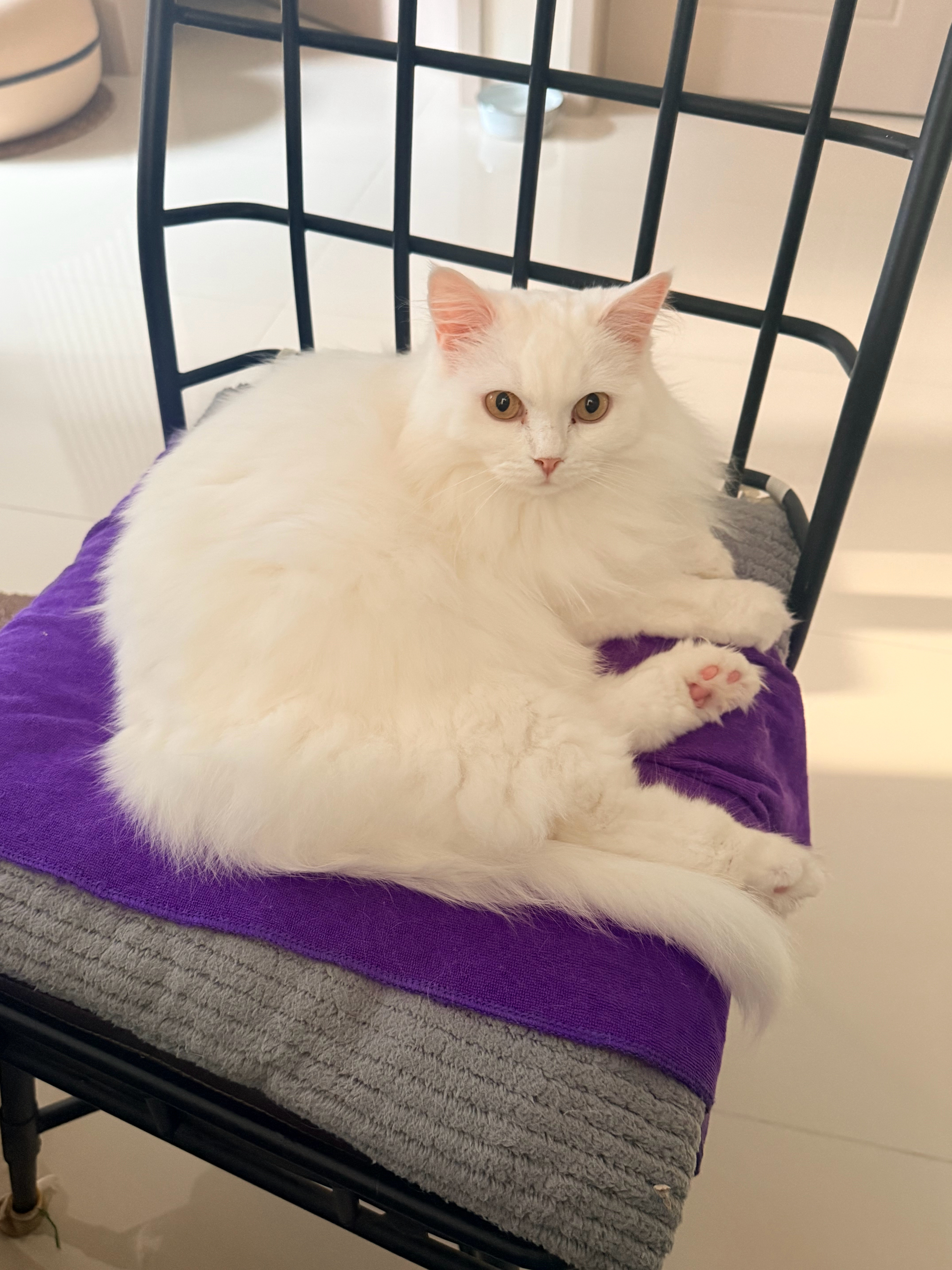 收拾出门的时候小猫就这么在旁边看……！笑笑的奇妙物语 ​​​