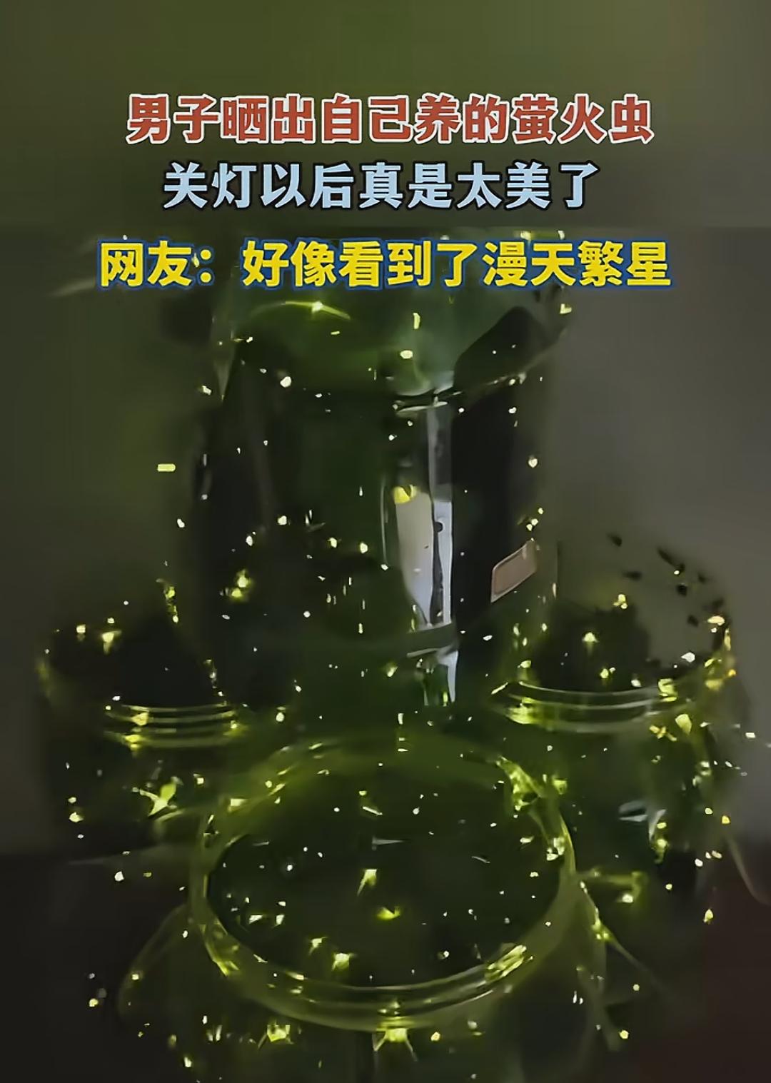男子晒出自己养的萤火虫，关灯以后真是太美了，网友纷纷感叹：“好像看到漫天繁星。”